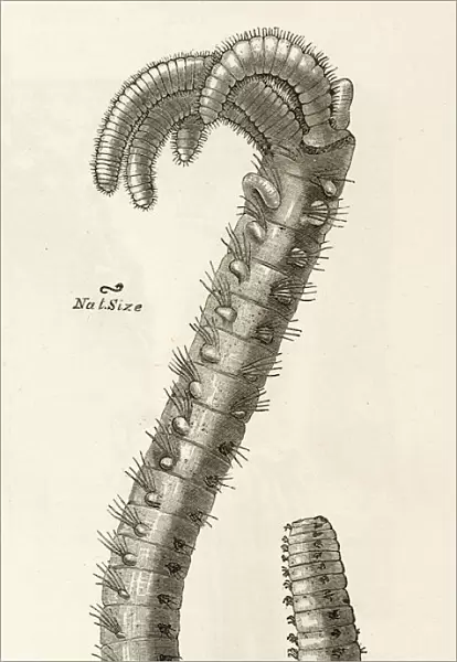 Branched Worm 1891