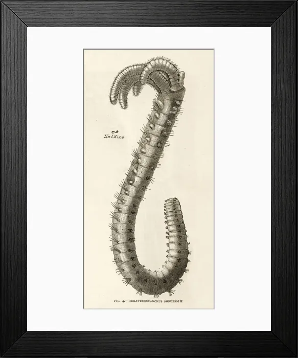 Framed Print : Branched Worm 1891 Framed Print : Branched Worm 1891