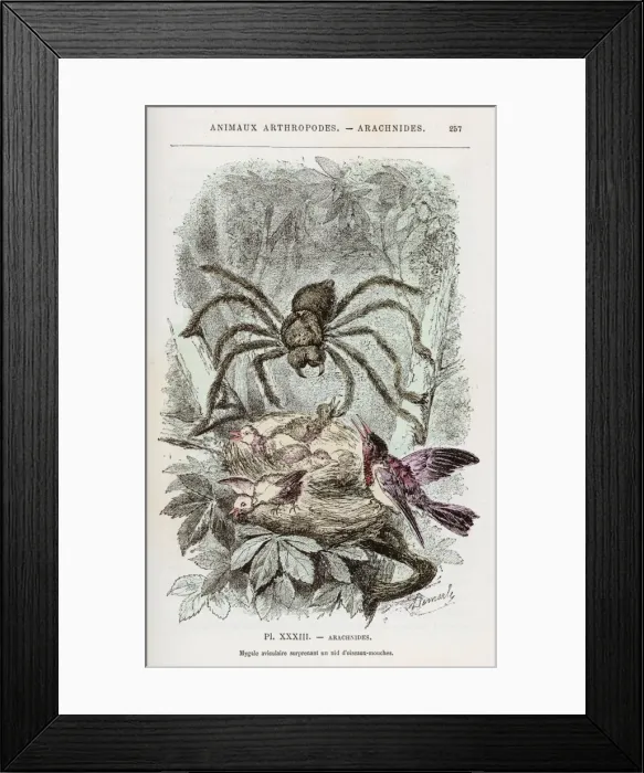 Framed Print : Bird-Eating Spider C1870 Framed Print : Bird-Eating Spider C1870