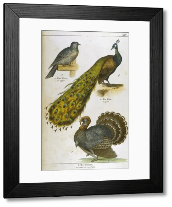 Framed Print : Three Kinds of Bird Framed Print : Three Kinds of Bird