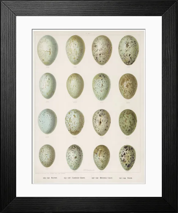 Framed Print : Eggs of Crows Etc Framed Print : Eggs of Crows Etc