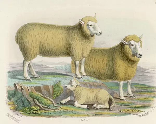 Ryeland Sheep