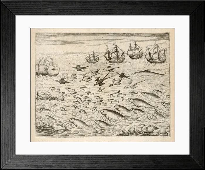 Framed Print : Fish Seen Near India Framed Print : Fish Seen Near India