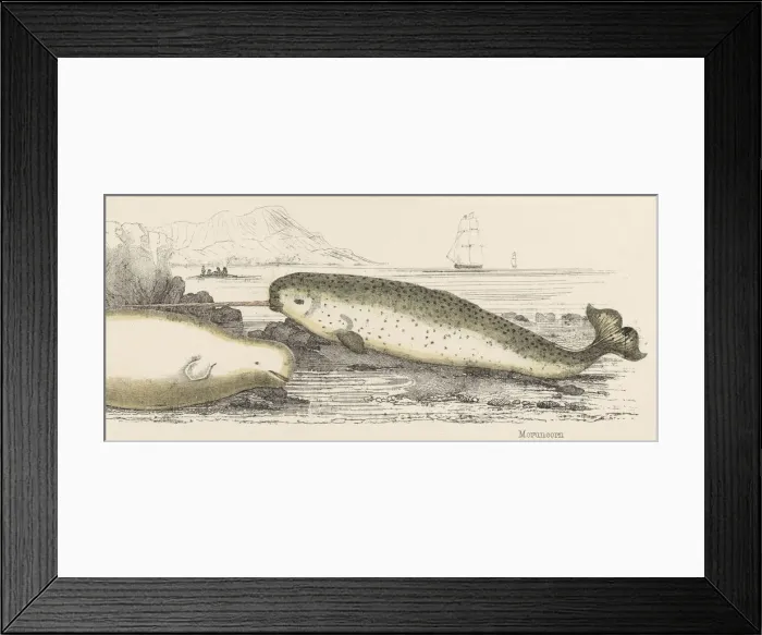 Framed Print : Narwhals on the Shore Framed Print : Narwhals on the Shore