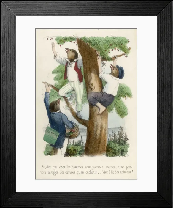 Framed Print : Birds Pick Cherries Framed Print : Birds Pick Cherries