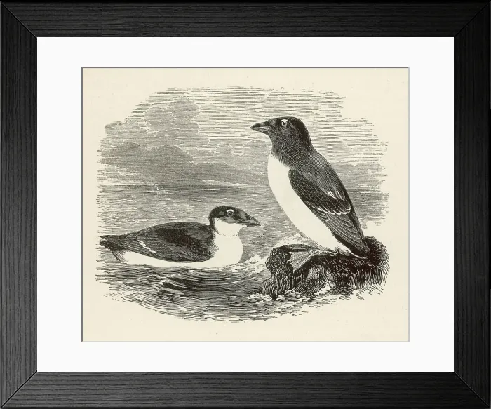 Framed Print : LITTLE AUK Framed Print : LITTLE AUK