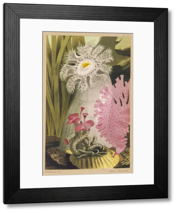 Framed Print : A Plumose Anemone Framed Print : A Plumose Anemone