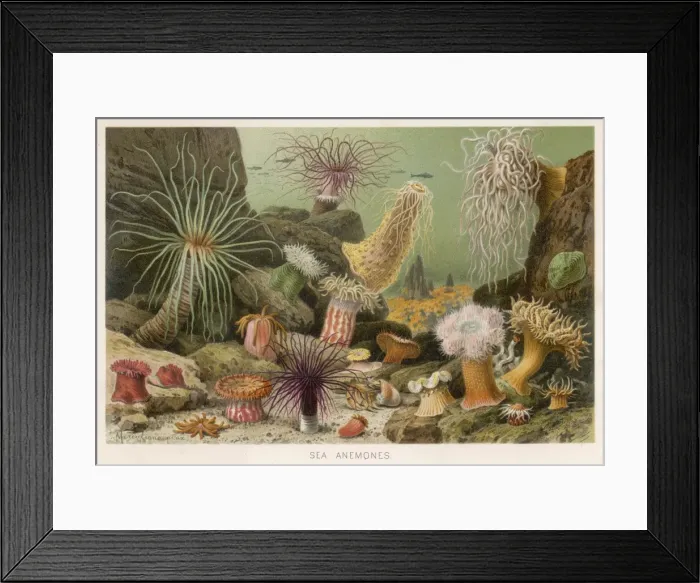 Framed Print : Various Anemones Framed Print : Various Anemones