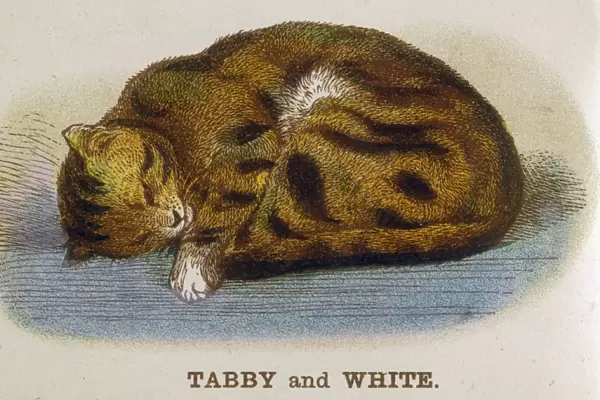 Tabby and White Cat