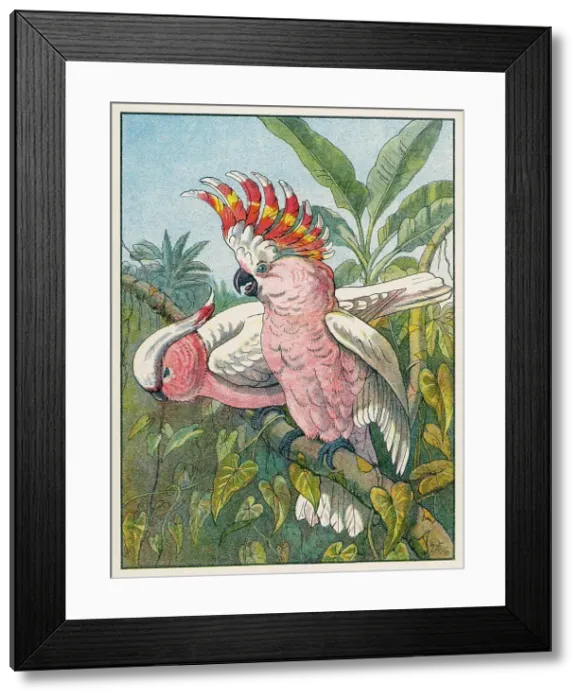 Framed Print : COCKATOO (1910) Framed Print : COCKATOO (1910)