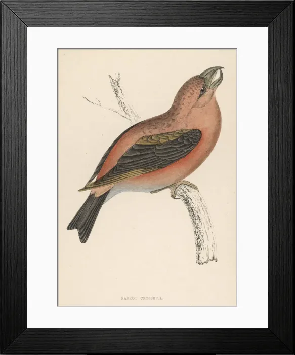 Framed Print : Crossbill (Morris) Framed Print : Crossbill (Morris)