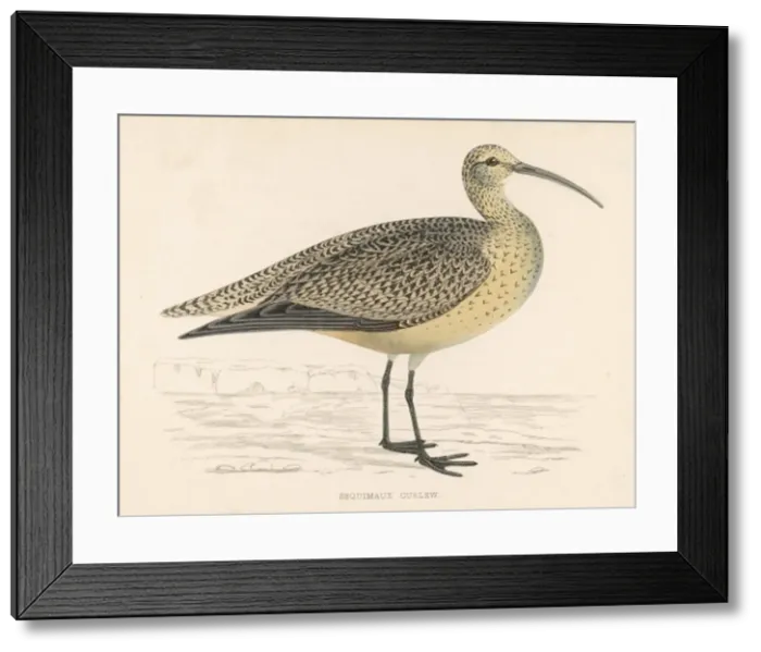 Framed Print : Eskimo Curlew (Morris) Framed Print : Eskimo Curlew (Morris)