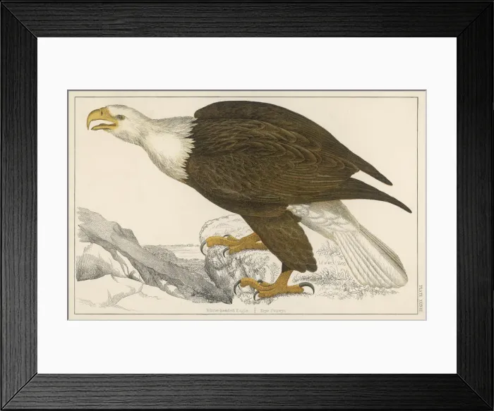 Framed Print : White-Tailed Eagle Framed Print : White-Tailed Eagle