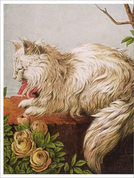White Persian Cat, 1877