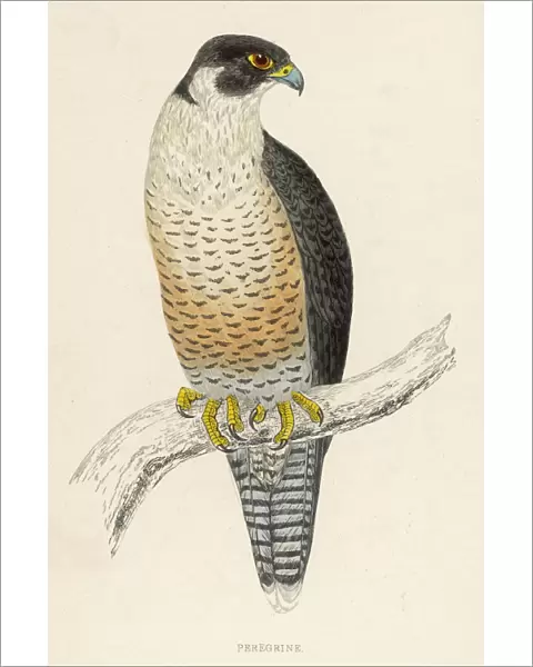 Peregrine Falcon (Morris