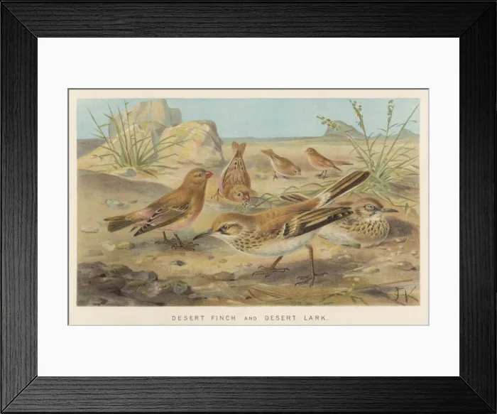 Framed Print : Desert Finch and Lark Framed Print : Desert Finch and Lark