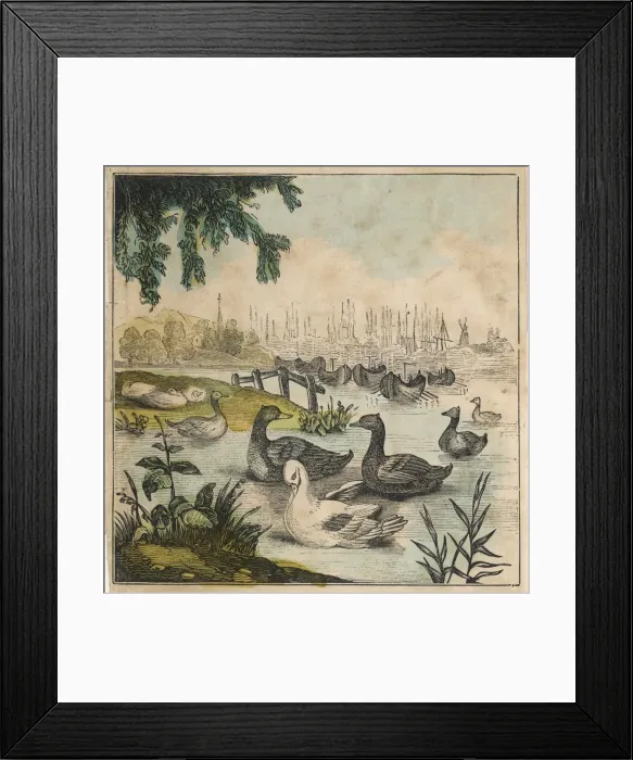 Framed Print : Goose Series (1 of 4) Framed Print : Goose Series (1 of 4)