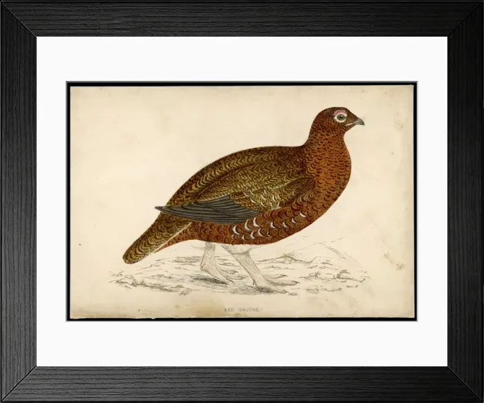 Framed Print : Red Grouse (Morris) Framed Print : Red Grouse (Morris)