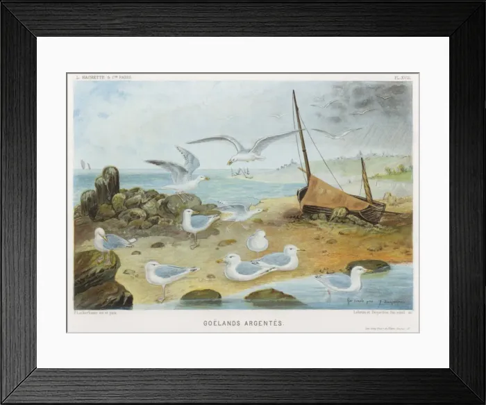 Framed Print : Herring Gulls Framed Print : Herring Gulls