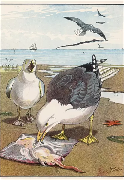 Common Gulls on Beach
