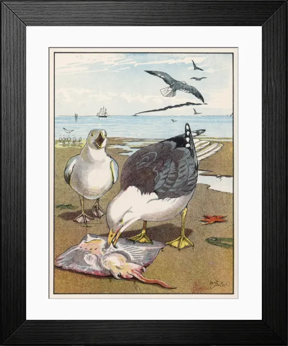 Framed Print : Common Gulls on Beach Framed Print : Common Gulls on Beach