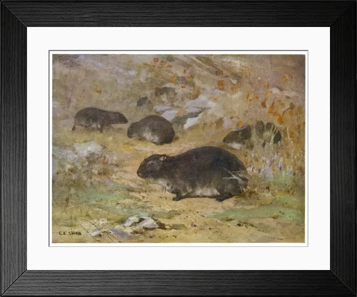 Framed Print : Dassie / Hyrax Capensis Framed Print : Dassie / Hyrax Capensis