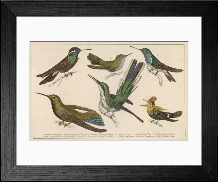 Framed Print : Humming Birds - 3 Framed Print : Humming Birds - 3