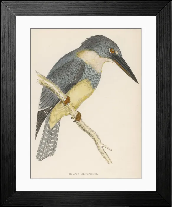 Framed Print : Belted Kingfisher Framed Print : Belted Kingfisher