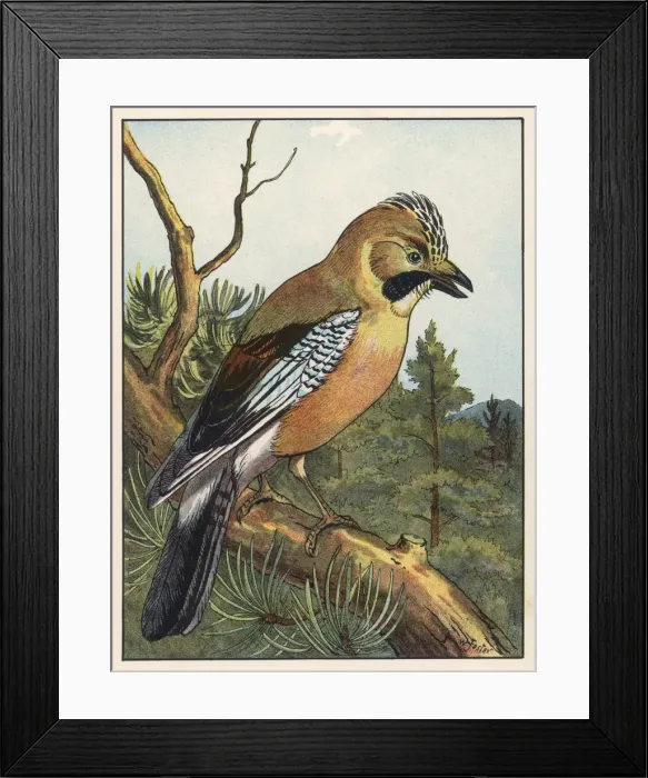 Framed Print : Jay (Foster) Framed Print : Jay (Foster)