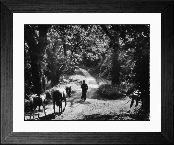 Framed Print : Muckross Lane Framed Print : Muckross Lane