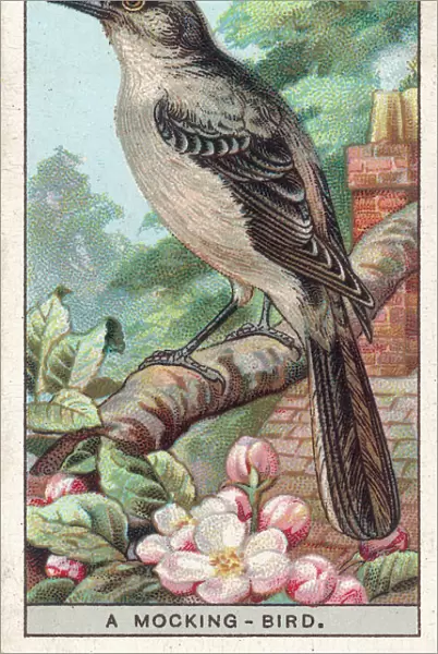Mocking Bird (Card)