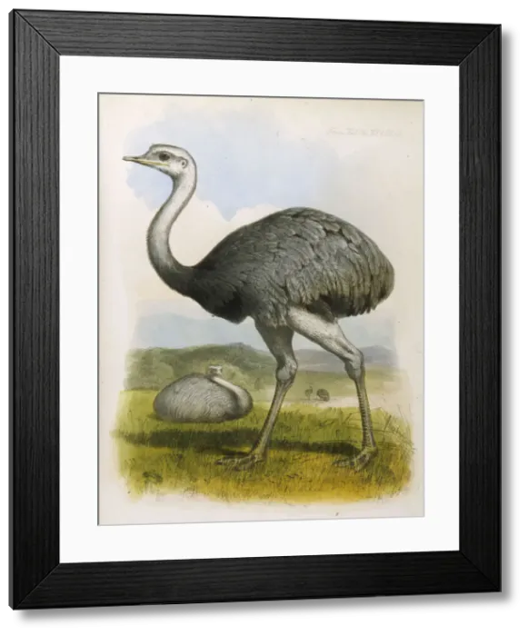 Framed Print : Ostrich (Americana) Framed Print : Ostrich (Americana)
