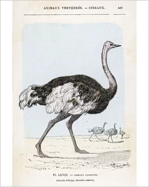 Ostrich (Rengade)