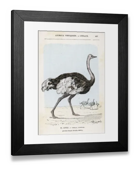 Framed Print : Ostrich (Rengade) Framed Print : Ostrich (Rengade)