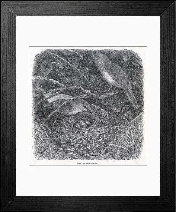 Framed Print : Nightingales (Anon) Framed Print : Nightingales (Anon)