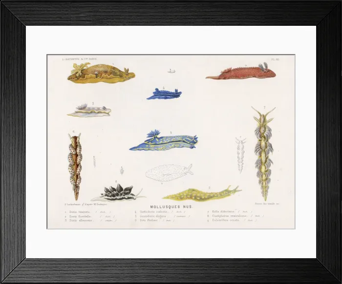 Framed Print : Selection of Molluscs Framed Print : Selection of Molluscs