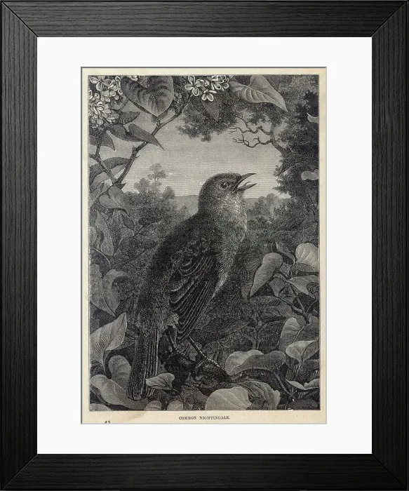 Framed Print : Nightingale Singing 2 Framed Print : Nightingale Singing 2