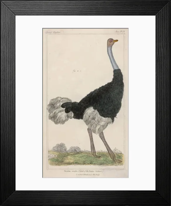 Framed Print : Ostrich (Anon) Framed Print : Ostrich (Anon)