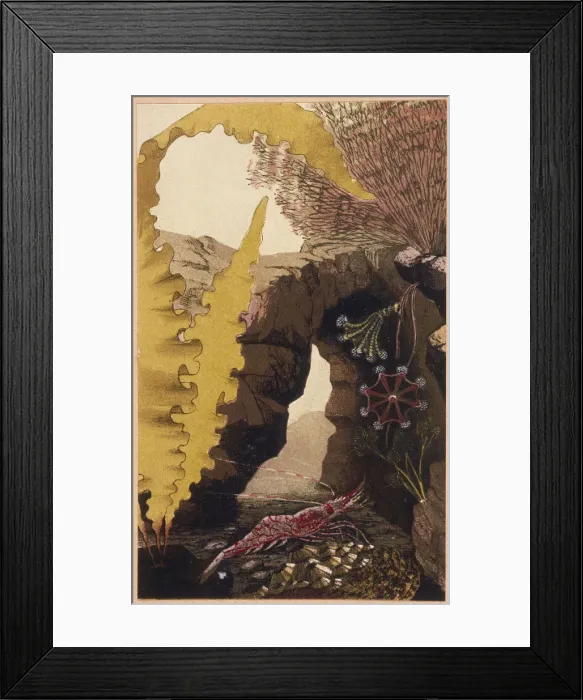 Framed Print : A Prawn and other Things Framed Print : A Prawn and other Things