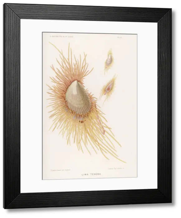 Framed Print : Lima Tenera / Shellfish Framed Print : Lima Tenera / Shellfish
