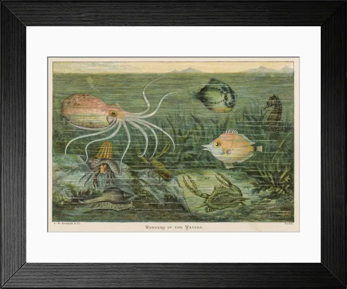 Framed Print : Assorted Marine Life Framed Print : Assorted Marine Life