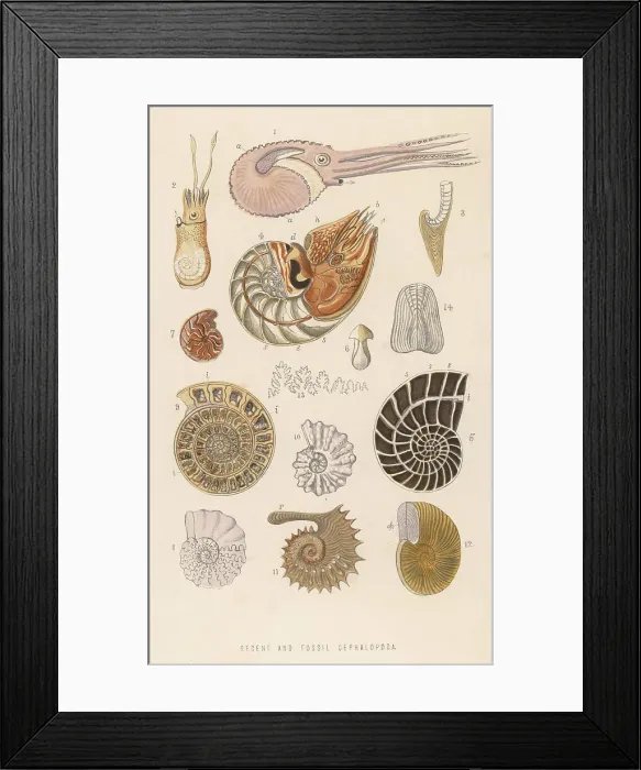 Framed Print : Various Cephalopoda Framed Print : Various Cephalopoda