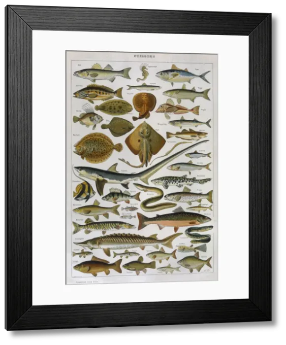 Framed Print : A Selection of Fish Framed Print : A Selection of Fish