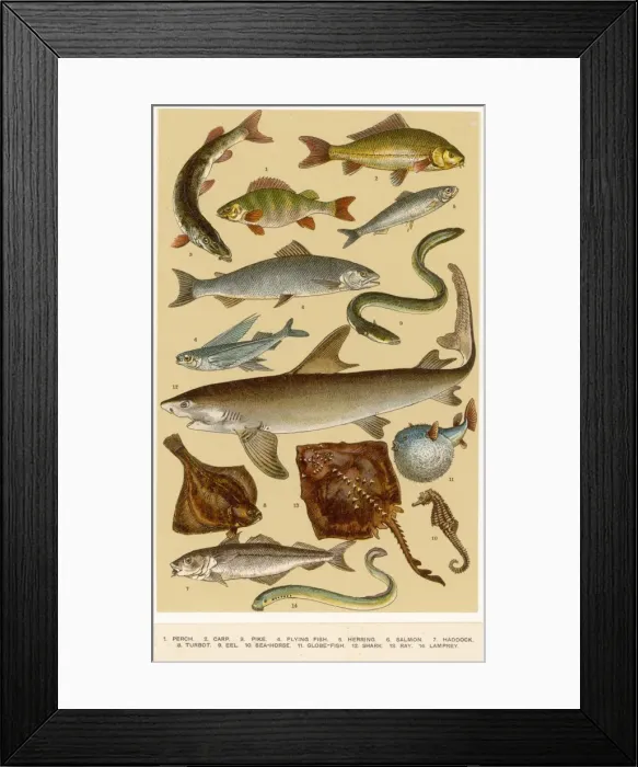 Framed Print : A Selection of Fish Framed Print : A Selection of Fish