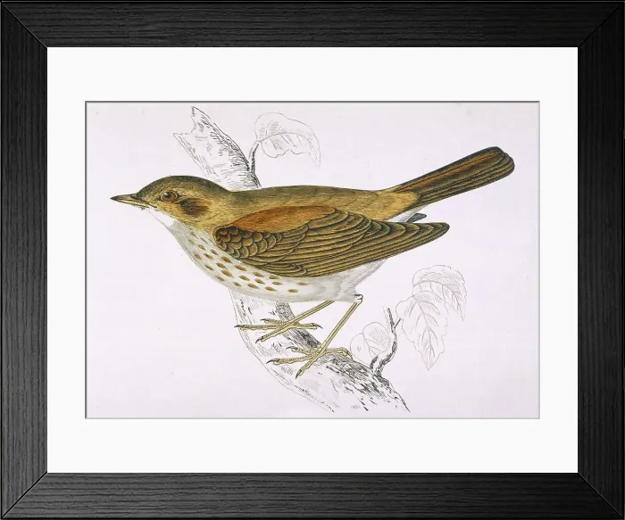 Framed Print : Song Thrush (Morris) Framed Print : Song Thrush (Morris)