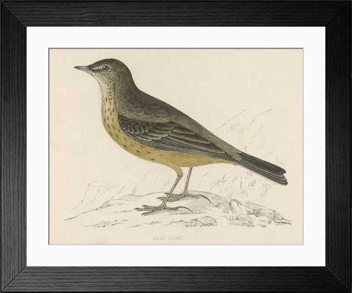 Framed Print : Rock Pipit (Morris) Framed Print : Rock Pipit (Morris)