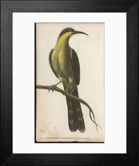 Framed Print : Promerops, California Framed Print : Promerops, California