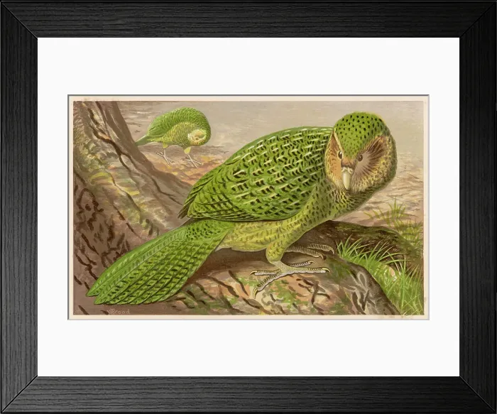 Framed Print : New Zealand Owl Parrot Framed Print : New Zealand Owl Parrot