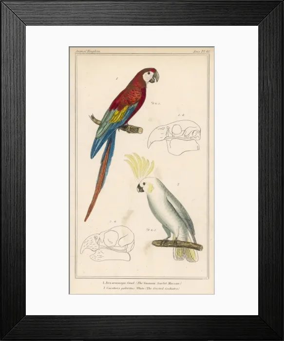 Framed Print : Macaw and Cockatoo Framed Print : Macaw and Cockatoo