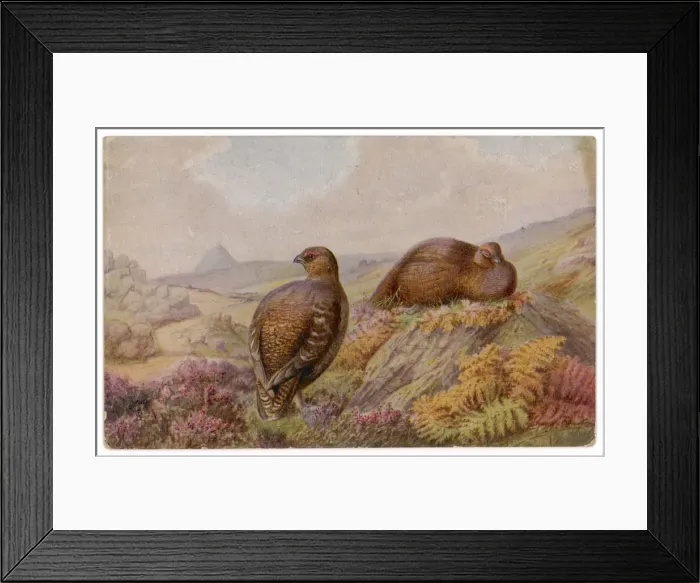 Framed Print : RED GROUSE Framed Print : RED GROUSE
